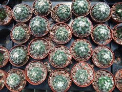 Coryphantha tripugionacantha PP1012 Tepetatita pot 5,5 cm seedling - 12398991