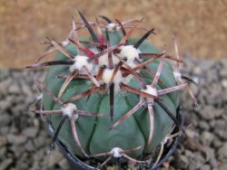 Echinocactus horizonthalonius Charcas pot 5,5 cm