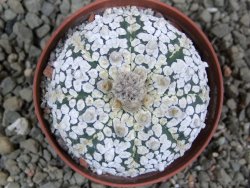 Astrophytum Super Kabuto pot 7 cm