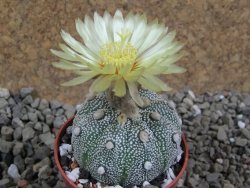Astrophytum Hanazano Kabuto hybrid Snowy pot 5,5 cm - 12392026