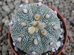 Astrophytum Hanazano Kabuto hybrid Snowy pot 5,5 cm - 12392027