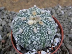 Astrophytum Hanazano Kabuto hybrid Snowy pot 5,5 cm - 12392028