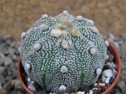 Astrophytum Hanazano Kabuto hybrid Snowy pot 5,5 cm - 12392029