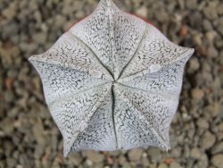 Astrophytum coahuilense snow (Super Coahuilense), pot 5,5 cm - 12392091
