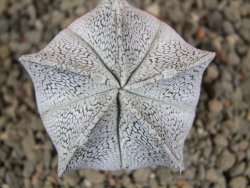 Astrophytum coahuilense snow (Super Coahuilense), pot 5,5 cm - 12392092