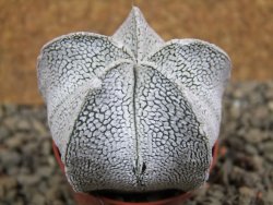 Astrophytum coahuilense snow (Super Coahuilense), pot 5,5 cm - 12392094