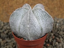 Astrophytum coahuilense snow (Super Coahuilense), pot 5,5 cm - 12392095
