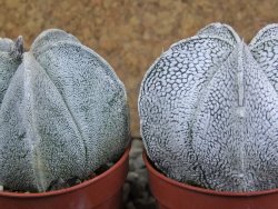Astrophytum coahuilense snow (Super Coahuilense), pot 5,5 cm - 12392096