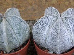 Astrophytum coahuilense snow (Super Coahuilense), pot 5,5 cm - 12392097