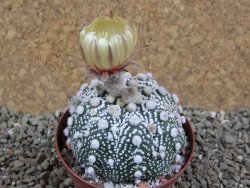 Astrophytum Hanazano Kabuto , XL pot 8 cm - 12392117