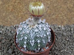 Astrophytum Hanazano Kabuto , XL pot 8 cm - 12392118