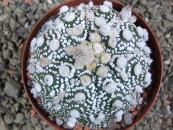 Astrophytum Hanazano Kabuto , XL pot 8 cm - 12392119