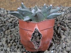 Ariocarpus furfuraceus pot 5,5 cm - 12392173