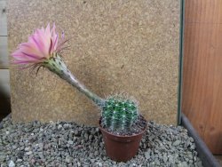 Echinopsis hybrid pot 7 cm