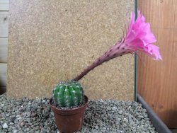 Echinopsis hybrid pot 7 cm - 12392234