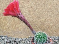 Echinopsis hybrid pot 5,5 cm - 12392238