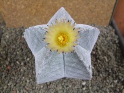 Astrophytum myriostigma 10 cm - 12392266