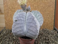 Astrophytum myriostigma 10 cm - 12392268