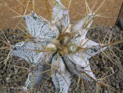 Astrophytum ornatum niveum, pot 5,5 cm - 12392278