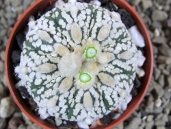 Astrophytum Super Kabuto pot 5,5 cm - 12392284