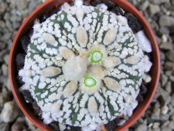 Astrophytum Super Kabuto pot 5,5 cm - 12392285