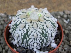 Astrophytum Super Kabuto pot 5,5 cm - 12392288