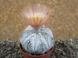 Astrophytum Super Kabuto hybrid pot 5,5 cm - 12392292