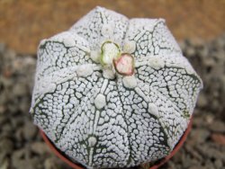Astrophytum Super Kabuto hybrid pot 5,5 cm - 12392294