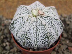 Astrophytum Super Kabuto hybrid pot 5,5 cm - 12392295