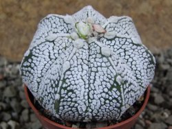 Astrophytum Super Kabuto hybrid pot 5,5 cm - 12392296
