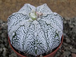 Astrophytum Super Kabuto hybrid pot 5,5 cm - 12392297