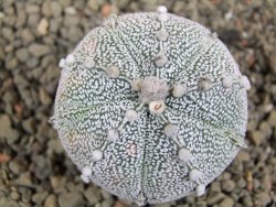 Astrophytum Z Jasenné 7 cm - 12392337