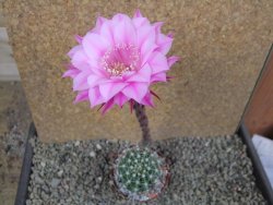 Echinopsis hybrid pot 5,5 cm