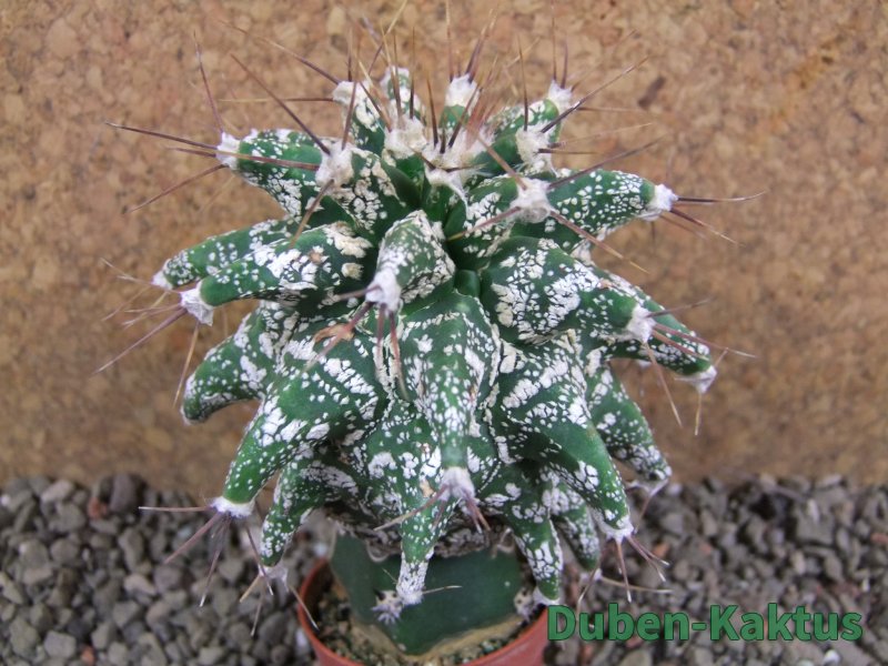 Astrobergia, Astrophytum ornatum kiko 8x8 cm - 12392402