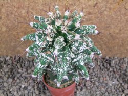 Astrobergia, Astrophytum ornatum kiko 8x8 cm - 12392403