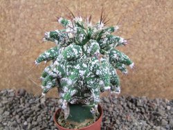 Astrobergia, Astrophytum ornatum kiko 8x8 cm - 12392404