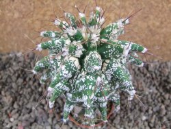 Astrobergia, Astrophytum ornatum kiko 8x8 cm - 12392405