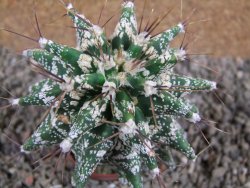 Astrobergia, Astrophytum ornatum kiko 8x8 cm - 12392407