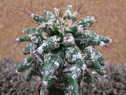 Astrobergia, Astrophytum ornatum kiko 8x8 cm - 12392408
