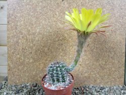 Echinopsis hybrid pot 7 cm - 12392435
