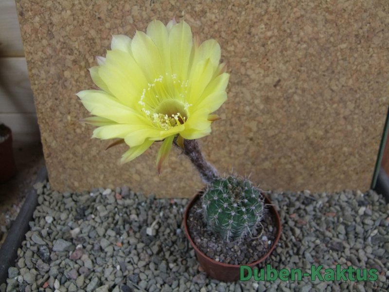 Echinopsis hybrid pot 7 cm - 12392441