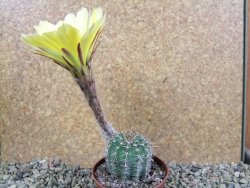 Echinopsis hybrid pot 7 cm - 12392443