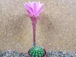 Echinopsis hybrid pot 5,5 cm - 12392451