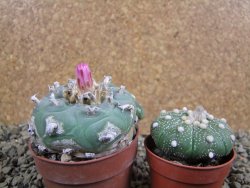 Lophophora fricii pot 7 cm - 12392465