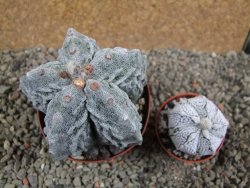 Astrophytum myriostigma fukurio XL pot 9 cm - 12392633