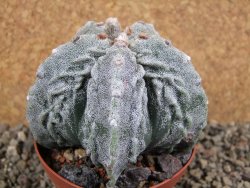 Astrophytum myriostigma fukurio XL pot 9 cm - 12392640