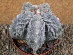 Astrophytum myriostigma fukurio XL pot 9 cm - 12392641