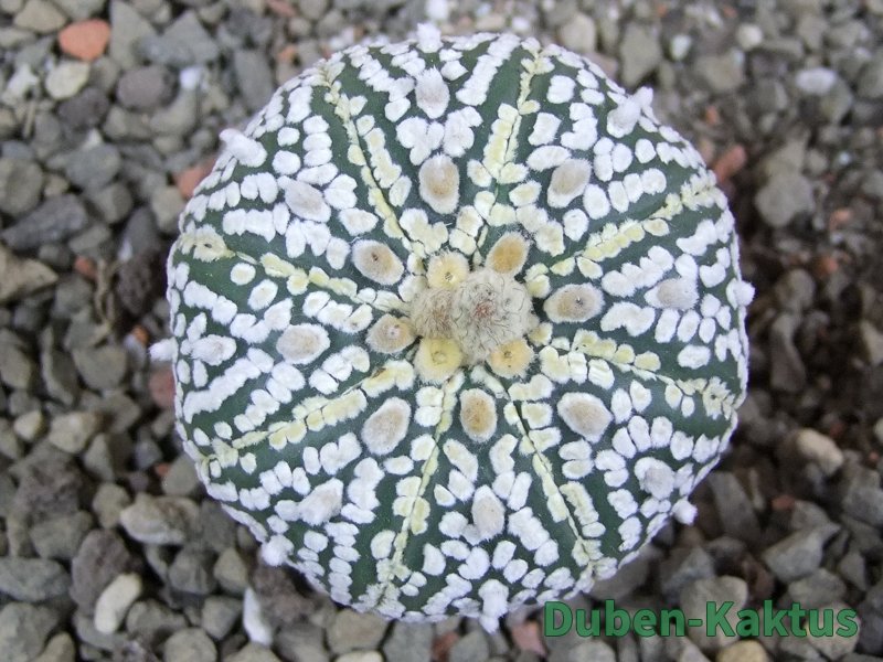 Astrophytum Super Kabuto pot 5,5 cm - 12392758