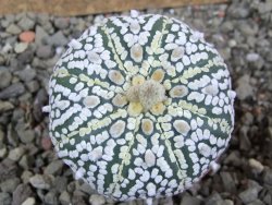 Astrophytum Super Kabuto pot 5,5 cm - 12392759
