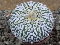 Astrophytum Super Kabuto pot 5,5 cm - 12392760